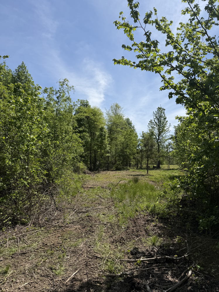 April 2026 shooting range land clearing project - photo 2